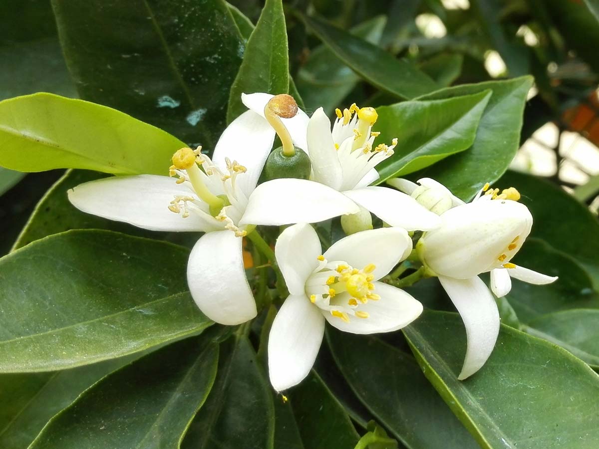 Aromatherapie in Murnau – Barbara Daniel-Leppich